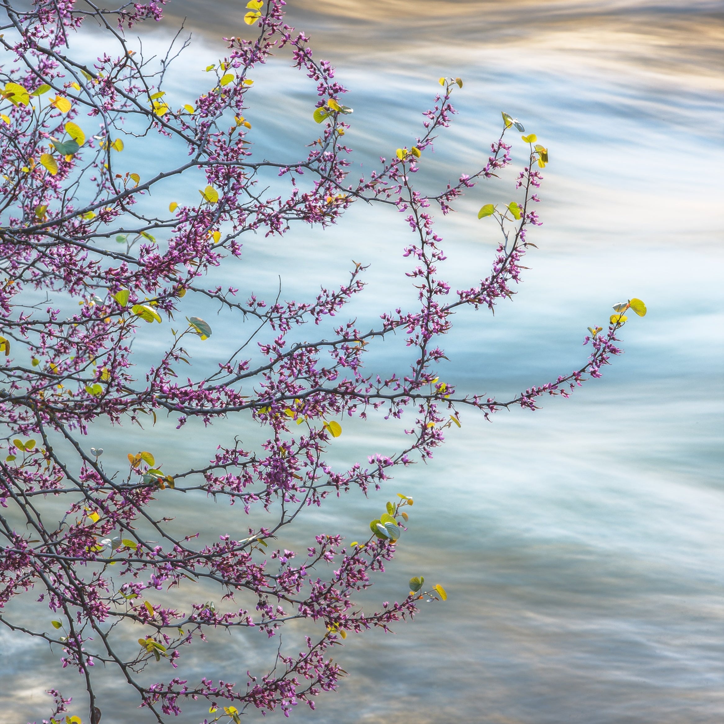 Redbud, Merced River Canyon Shop_Represented_Artist William Neill