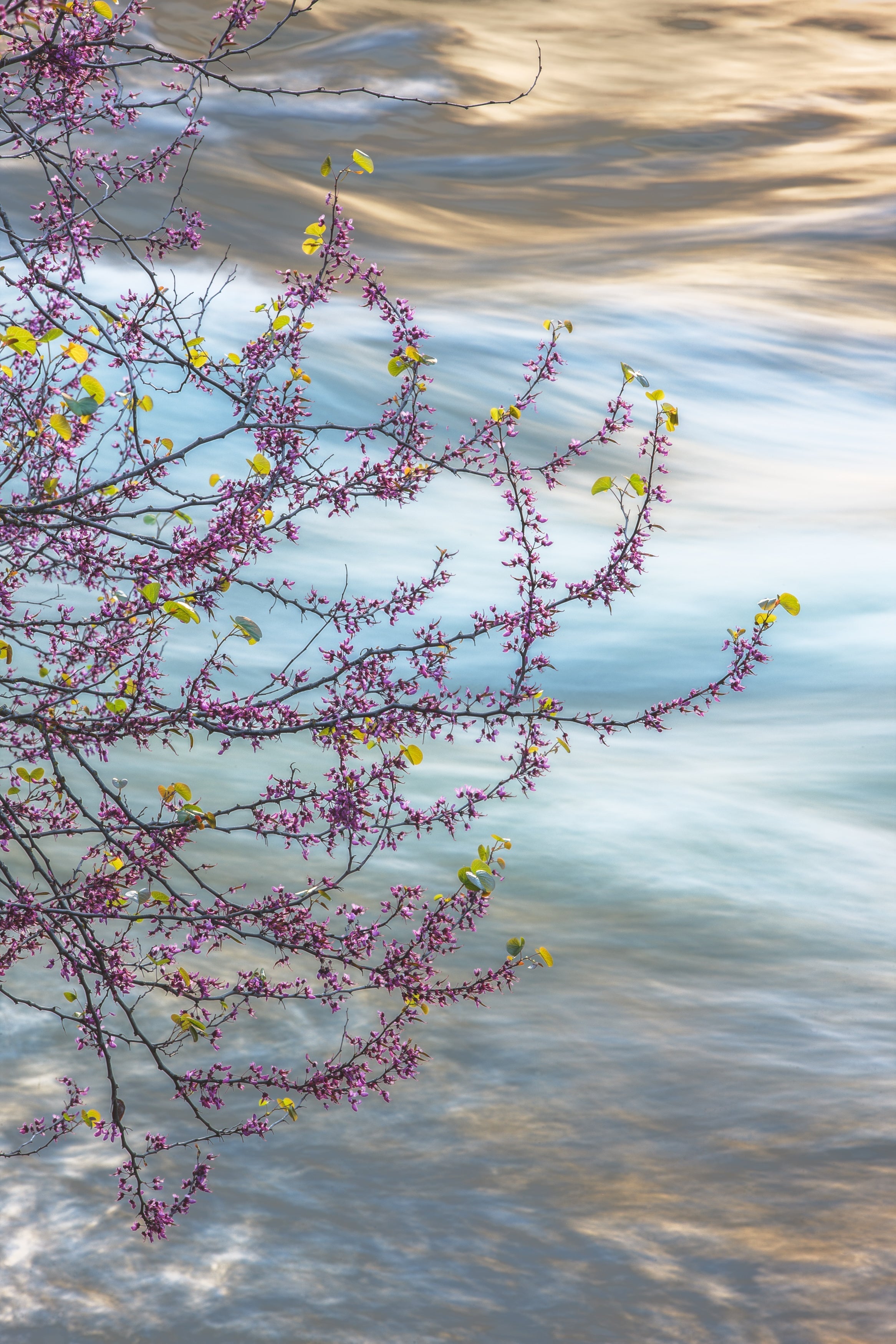 Redbud, Merced River Canyon Shop_Represented_Artist William Neill