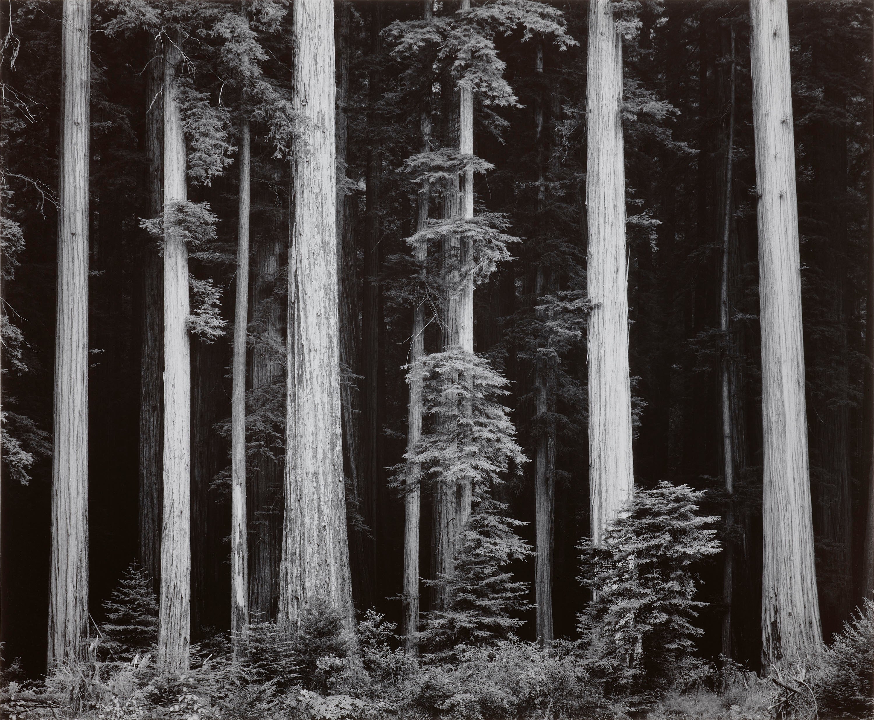 Redwoods, Bull Creek Flat Shop_Repro_MR Ansel Adams Gallery