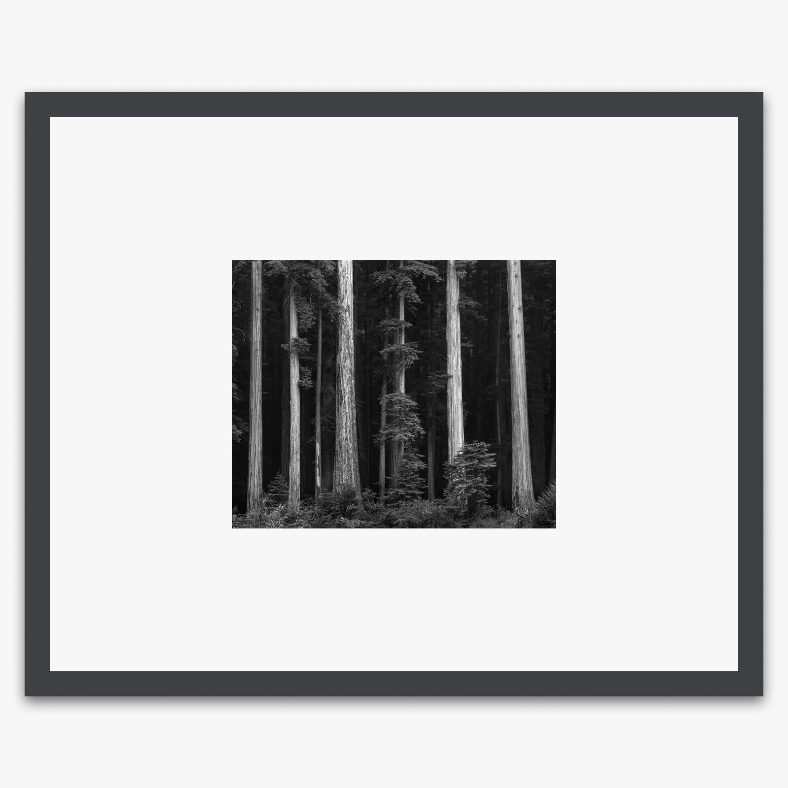 Redwoods Shop_Small_Print Ansel Adams Contrast Gray Metal