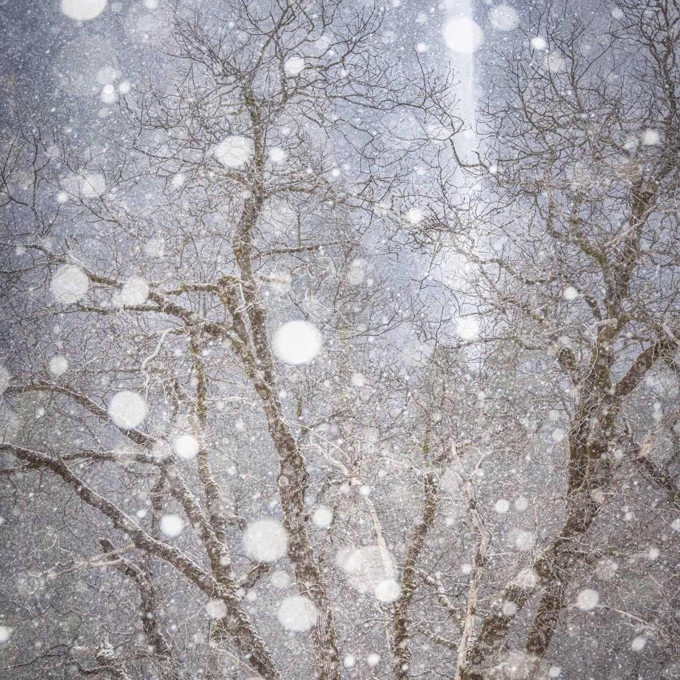 Serenade of Snow Shop charlotte gibb