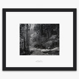 Tenaya Creek, Dogwood, Rain.