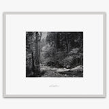 Tenaya Creek, Dogwood, Rain.