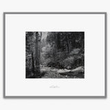 Tenaya Creek, Dogwood, Rain.