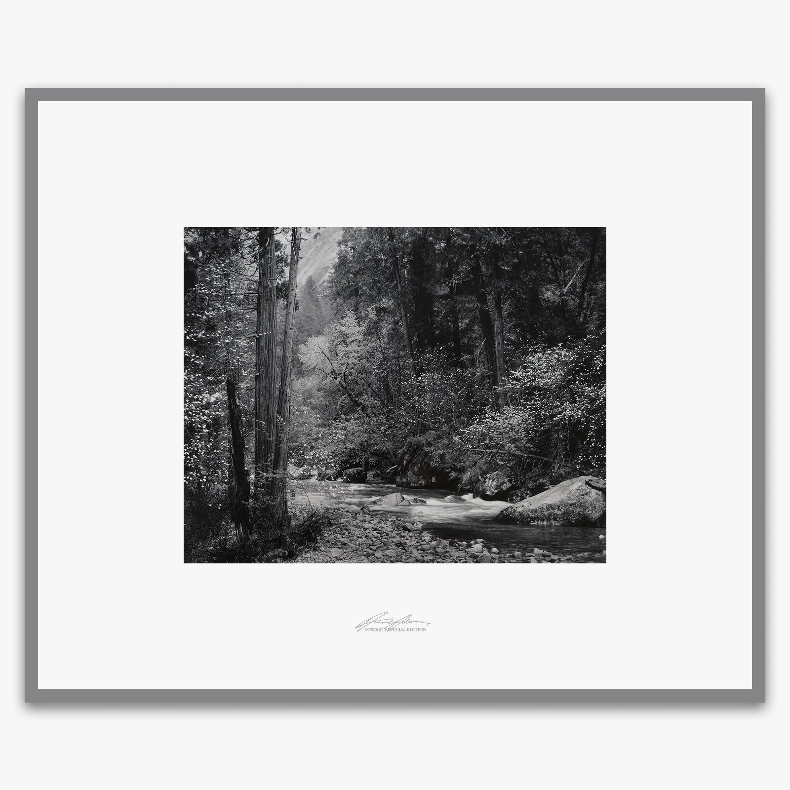 Tenaya Creek, Dogwood, Rain.