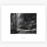 Tenaya Creek, Dogwood, Rain.