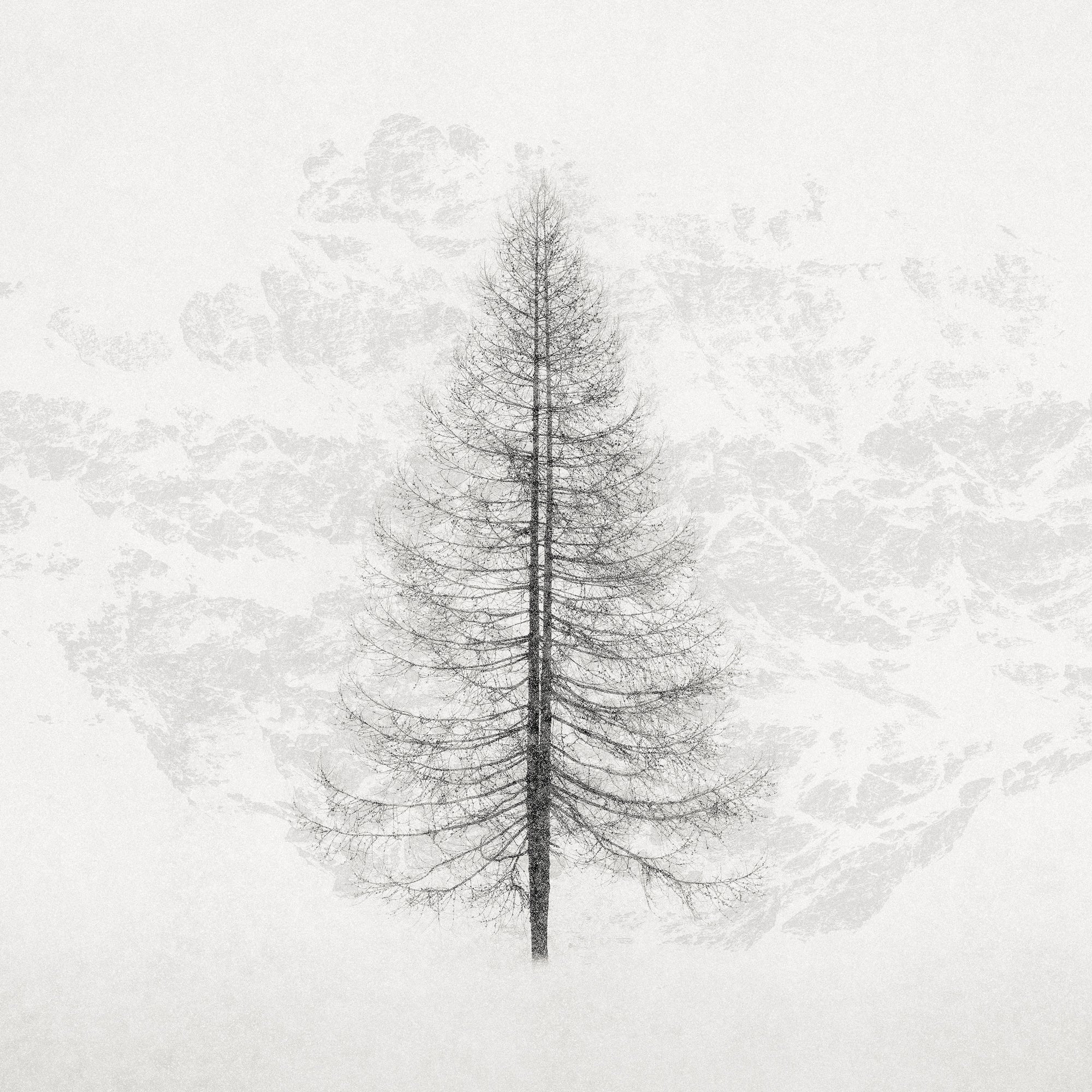 Tree and Falling Snow, Engadine Switzerland, 2020 by Jeffrey