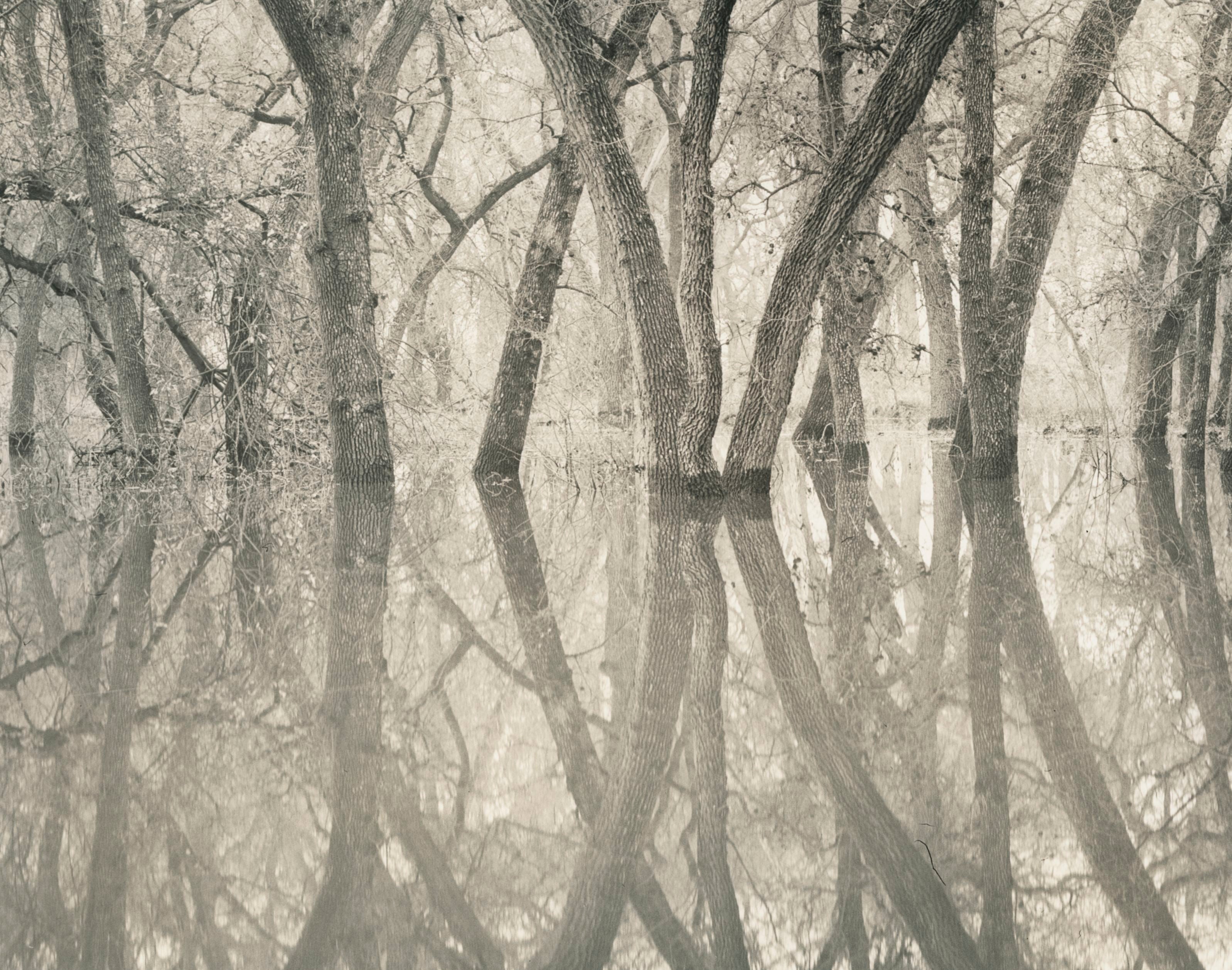 Tree of Life by Roman Loranc – The Ansel Adams Gallery