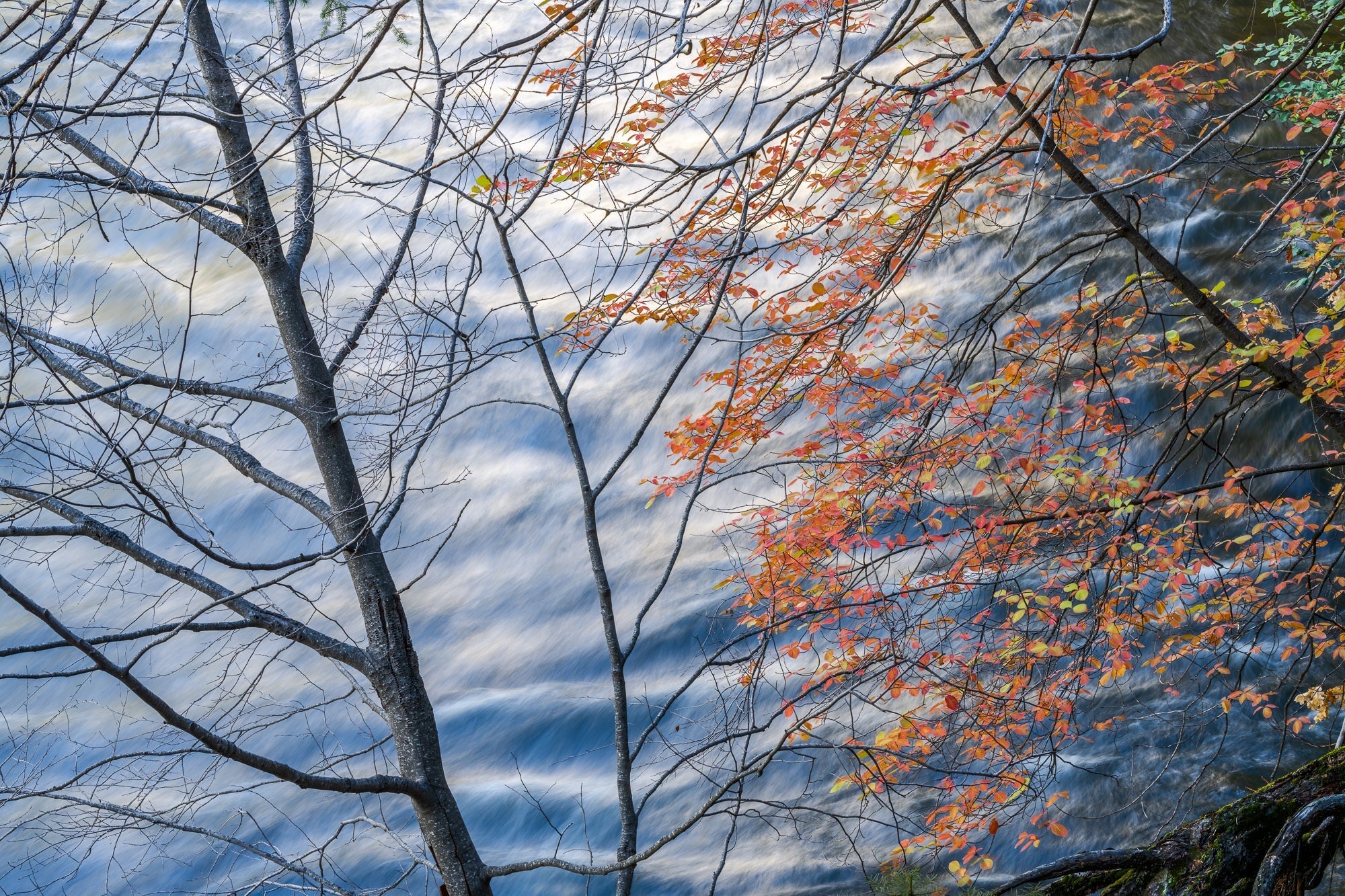 Alder, Dogwood and the Merced River, Yosemite National Park, California 2021 Shop William Neill 11"x14"