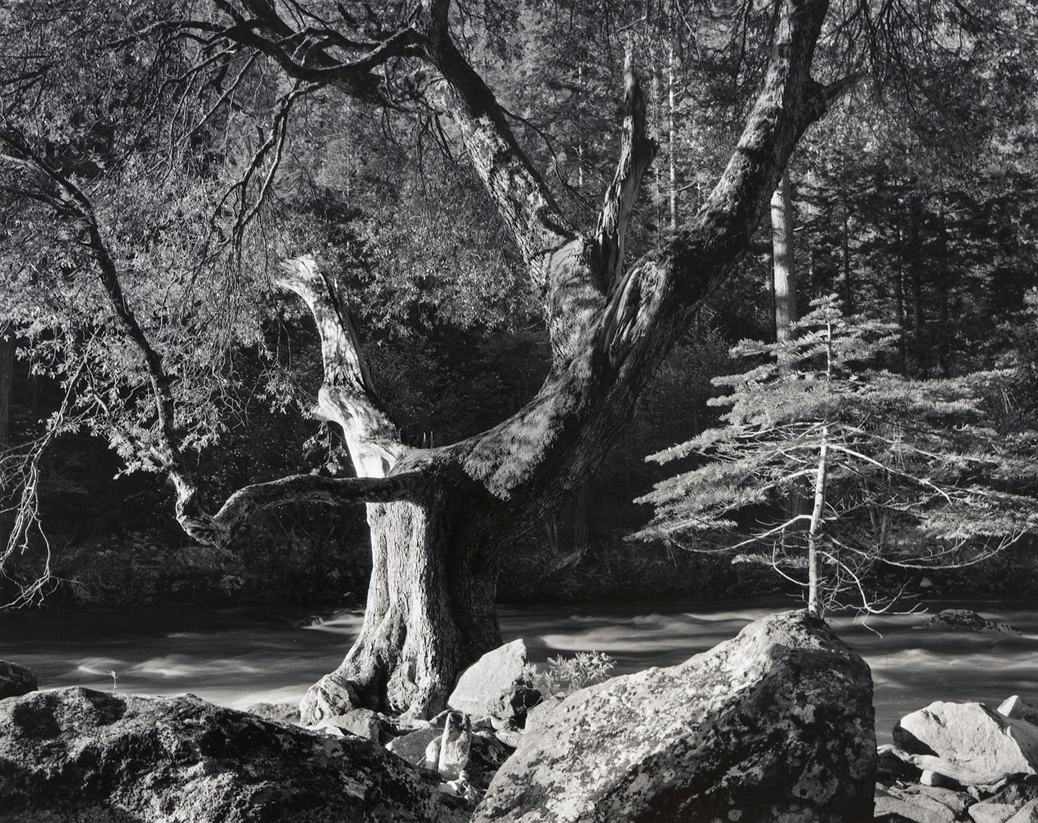 Early Morning, Merced River.