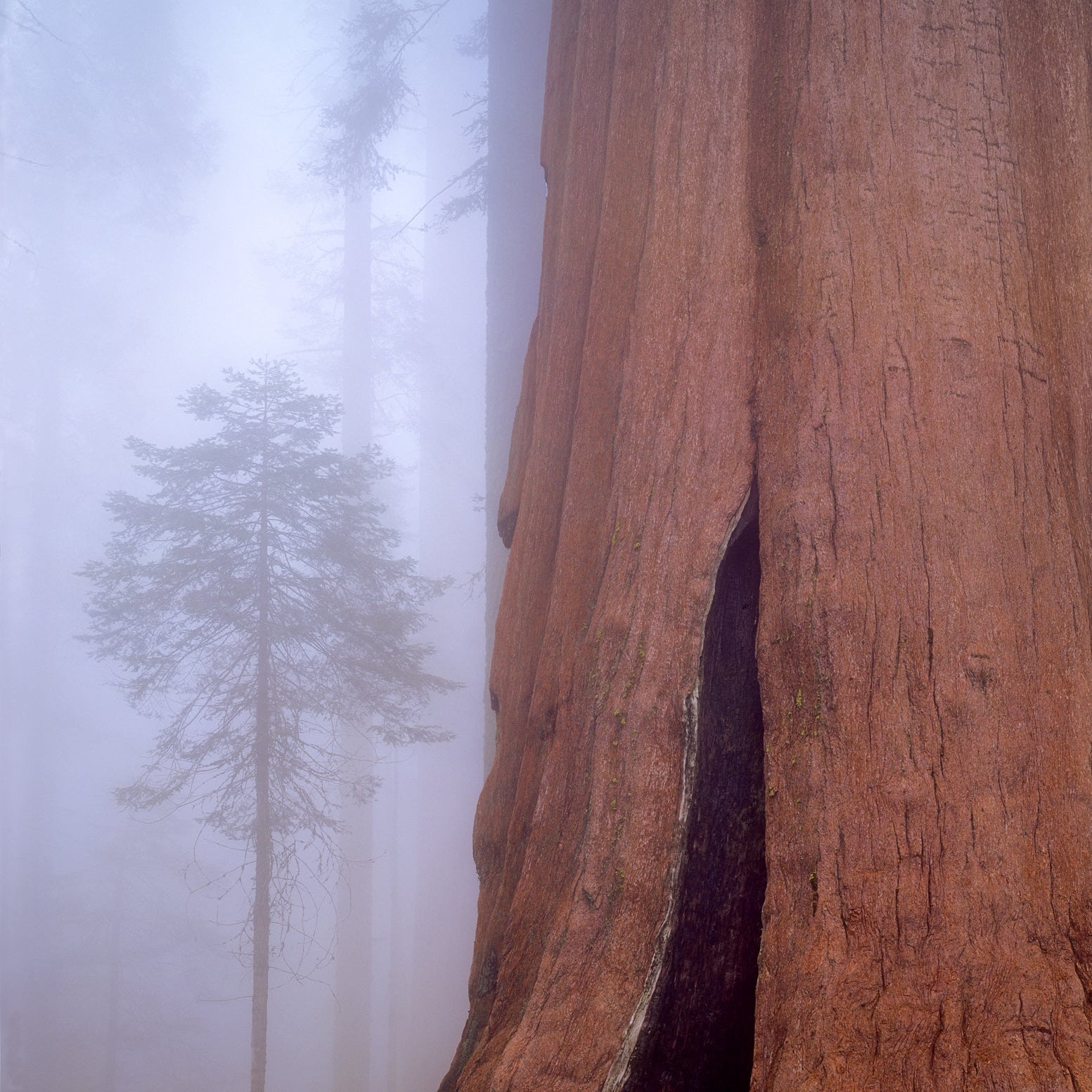 Giant Sequoia and Fir Tree in the Fog, Sequoia National Park, California, 1993 Shop William Neill 11"x14"