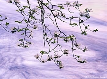 Hanging Dogwood, Merced River, Yosemite National Park.