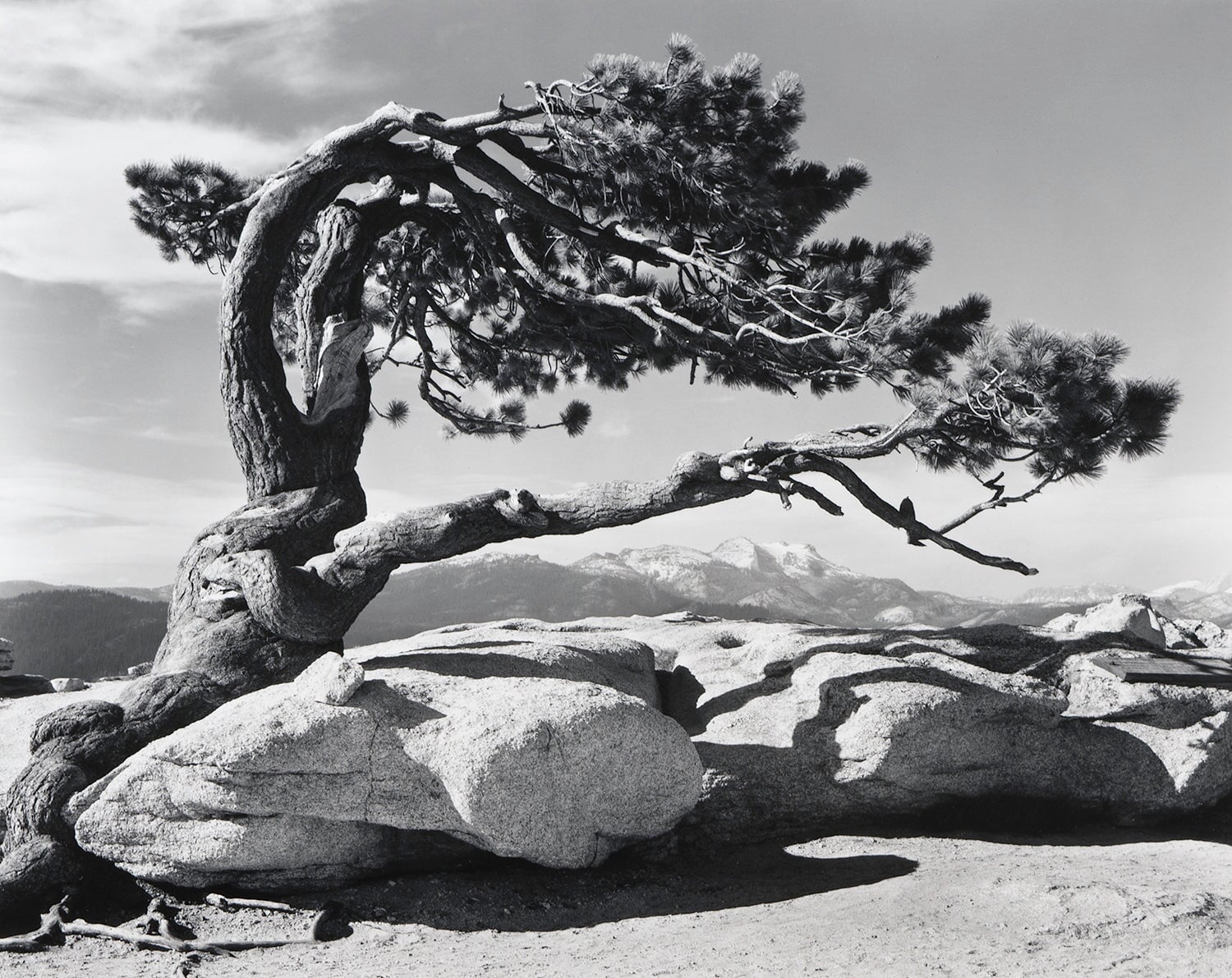 【美品】YOSEMITE by ANSEL ADAMS Shop Jeffrey Pine, Sentinel Dome by Ansel Adams – The Ansel