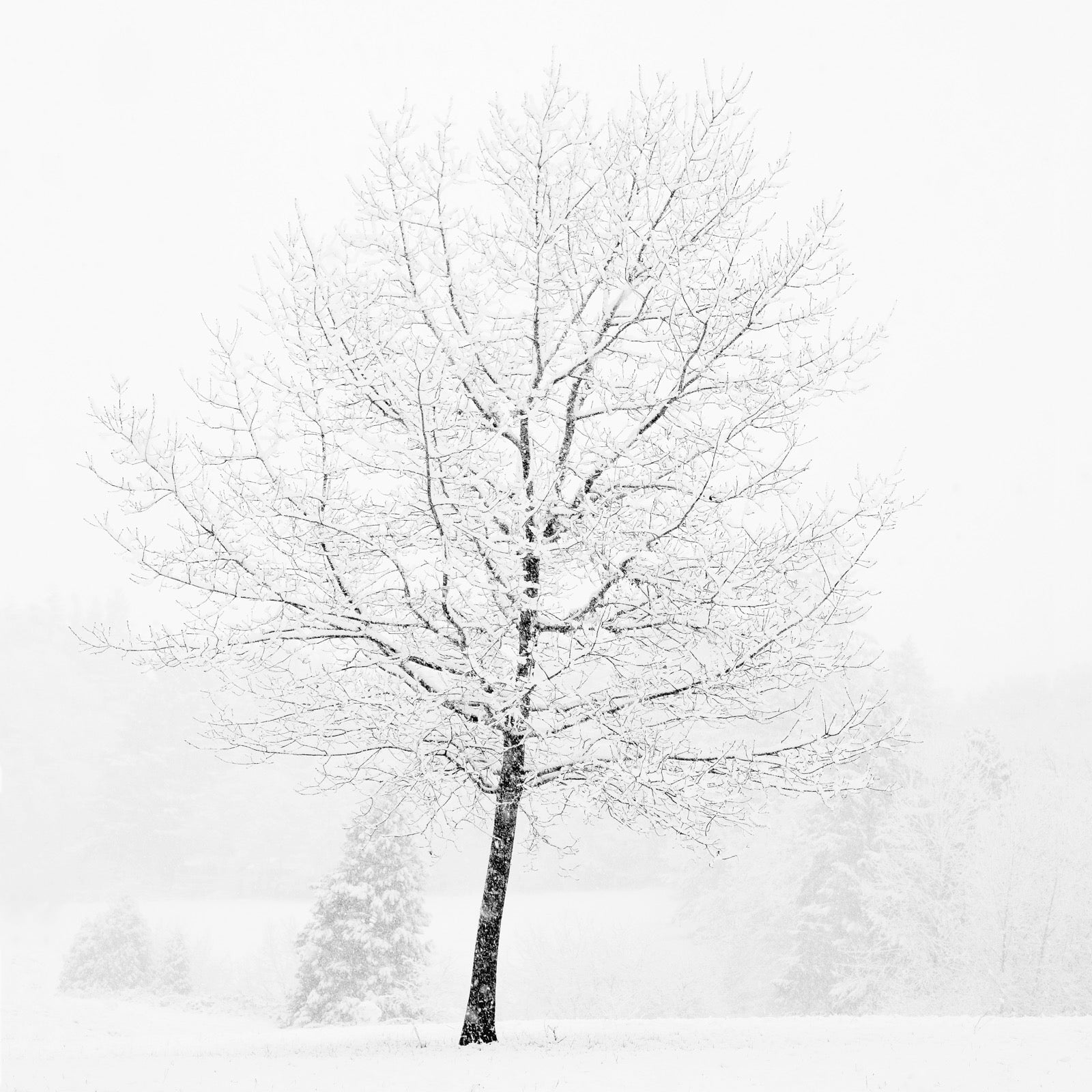 Lone Tree in Snow by Jeffrey Conley – The Ansel Adams Gallery