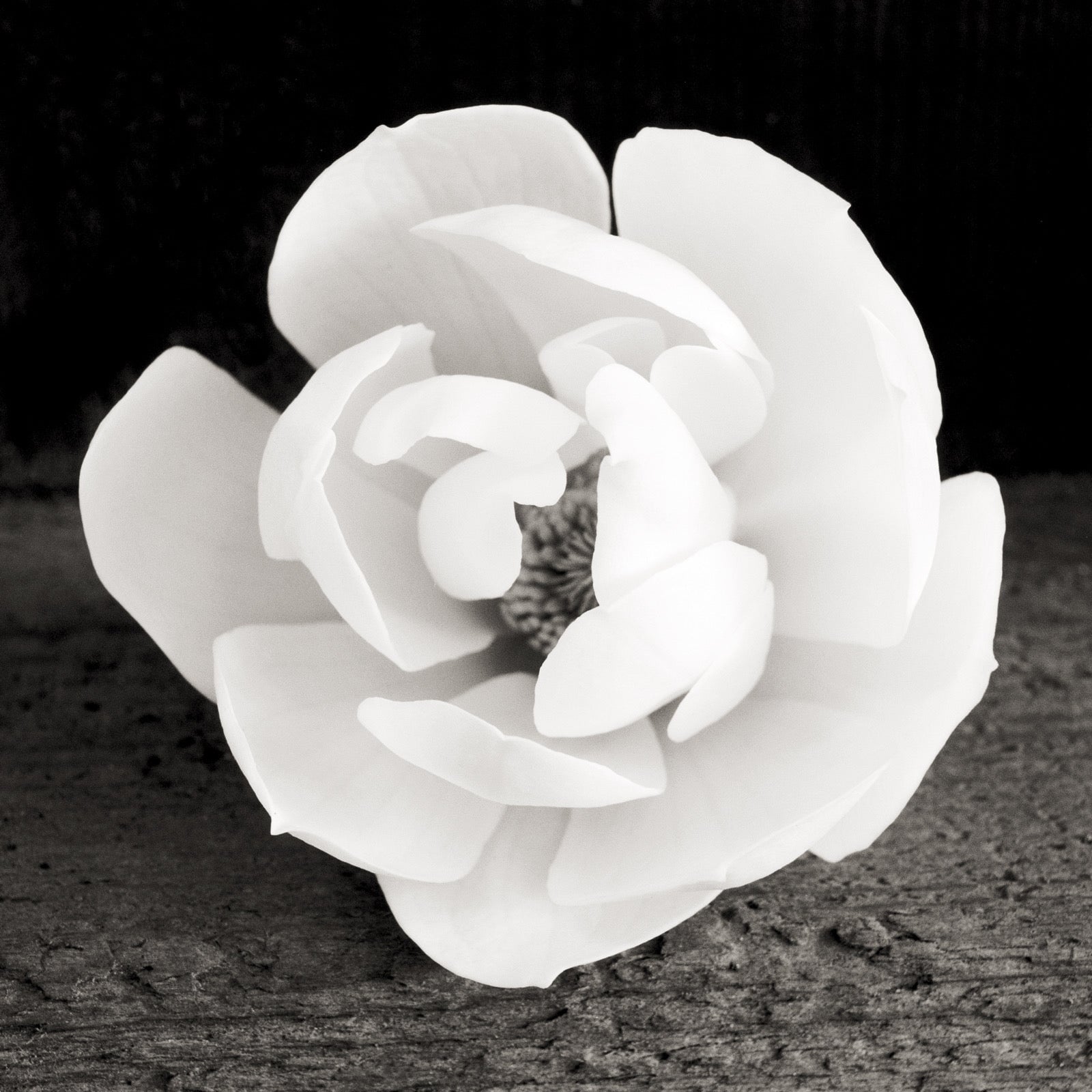 Magnolia by Jeffrey Conley – The Ansel Adams Gallery