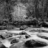 Merced River and Forest, Yosemite Valley.