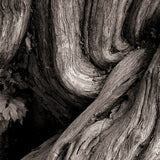 Modern Photogravure Printing.