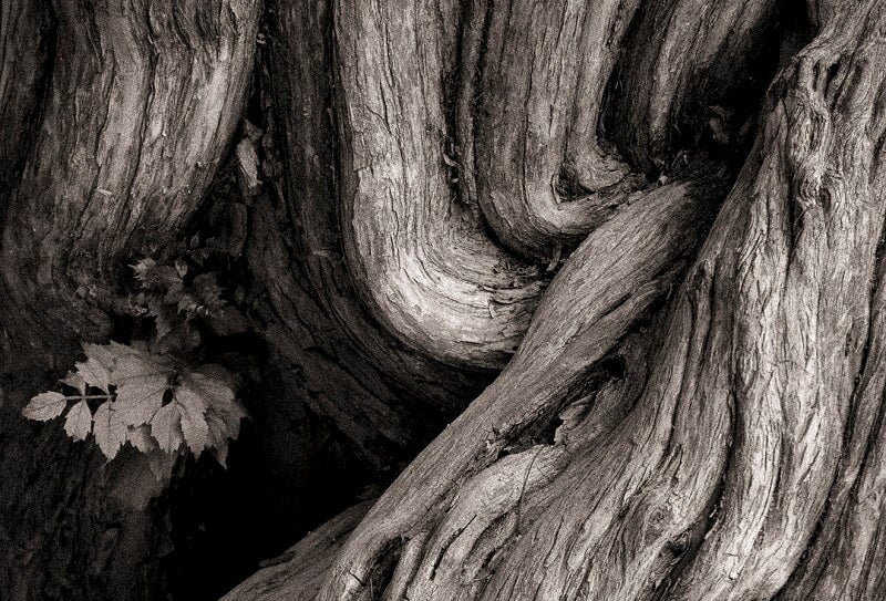 Modern Photogravure Printing.