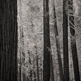 Modern Photogravure Printing.