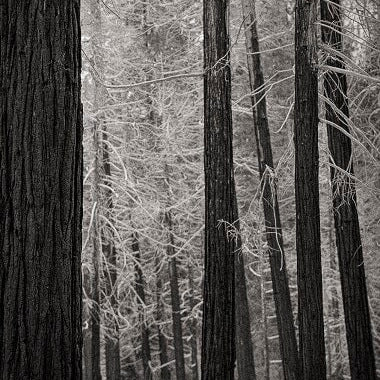 Modern Photogravure Printing.