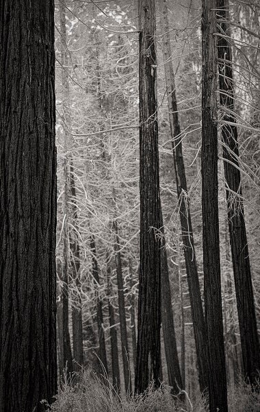 Modern Photogravure Printing.