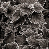 Modern Photogravure Printing.