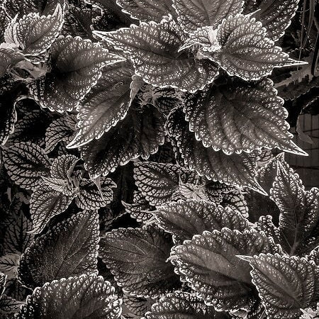 Modern Photogravure Printing.