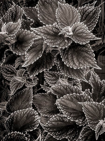Modern Photogravure Printing.