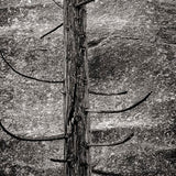 Modern Photogravure Printing.