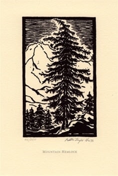 Mountain Hemlock.