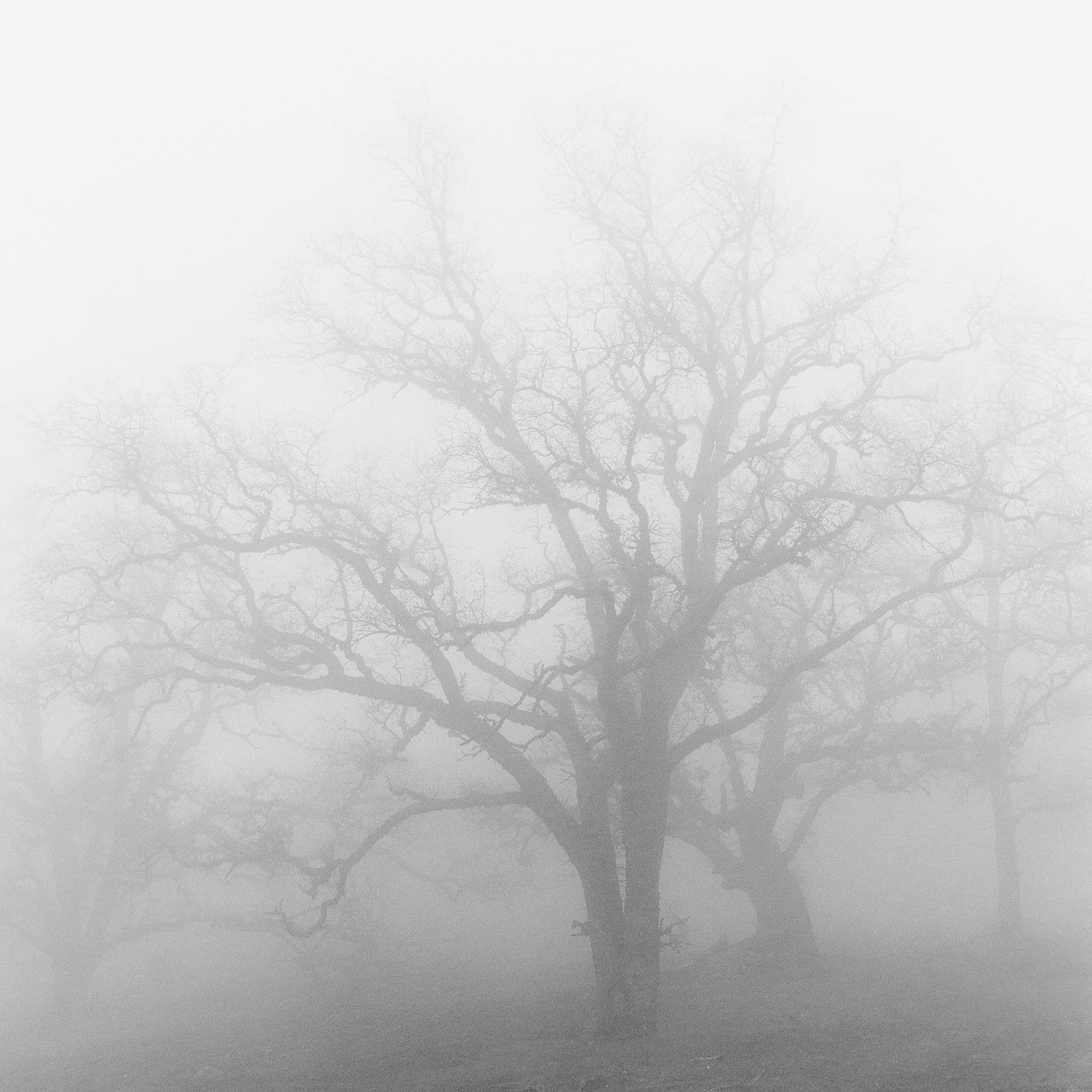 Oak in Morning Fog Shop Jeffrey Conley 16"x16"
