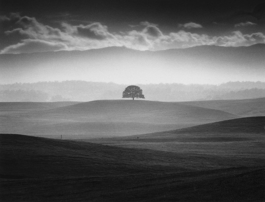 Oak in Rain