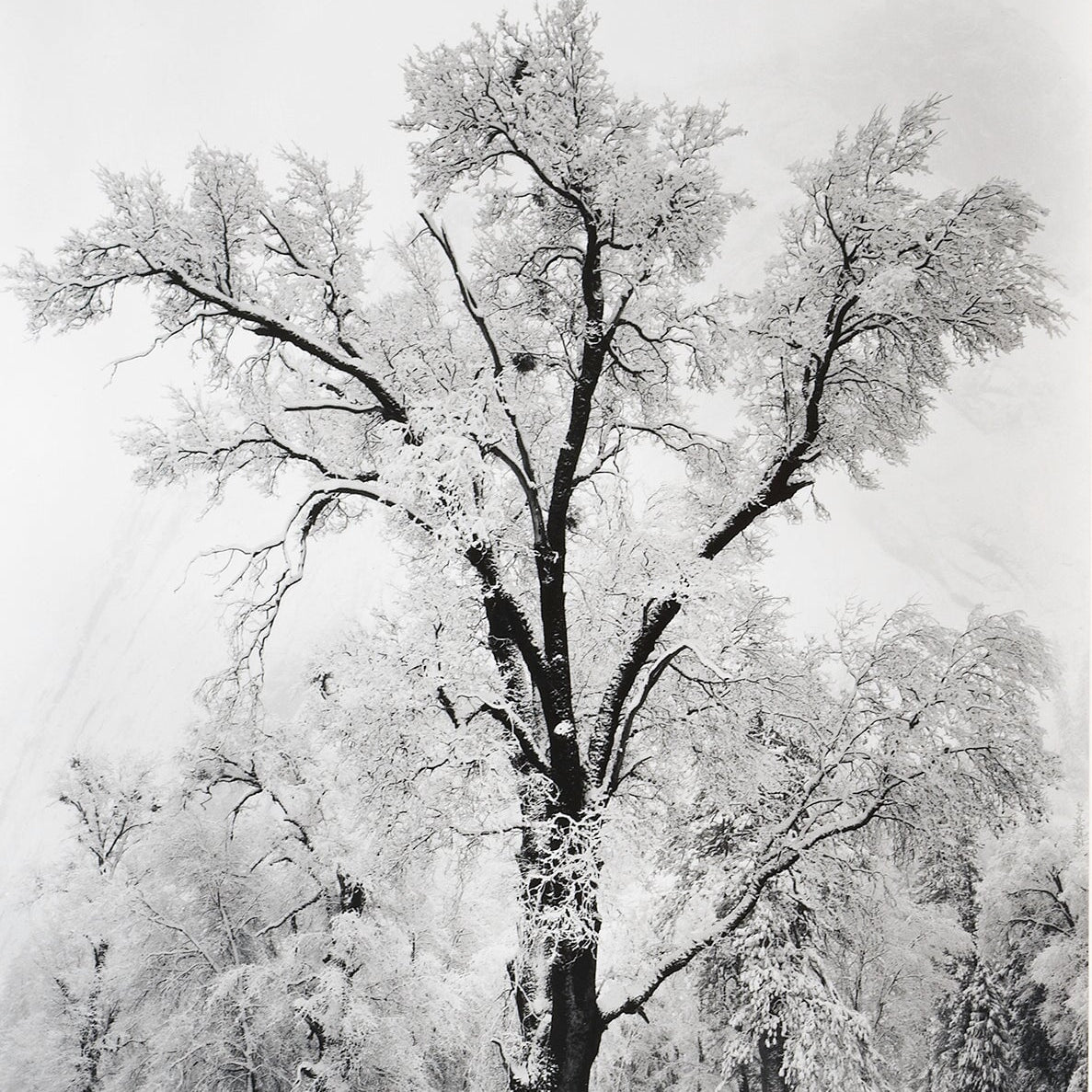 Oak Tree, Snowstorm.