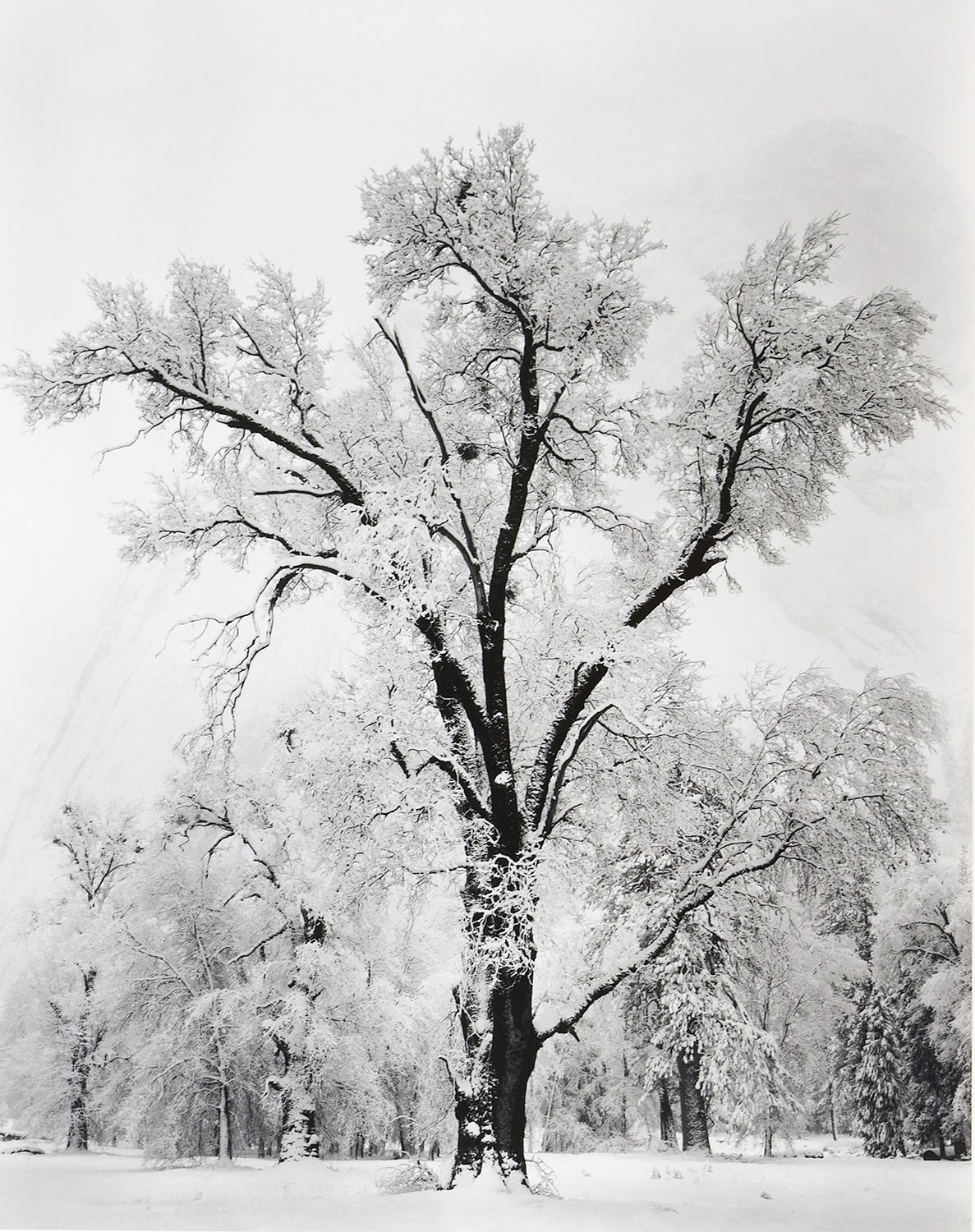 Oak Tree, Snowstorm.