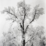 Oak Tree, Snowstorm.