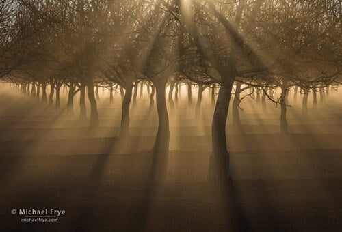 Orchard With Sunbeams and Fog, Sacramento Valley, California.