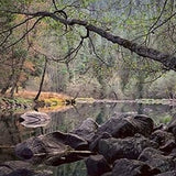 Overhanging Branch, Merced River, Yosemite.