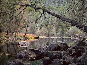 Overhanging Branch, Merced River, Yosemite.
