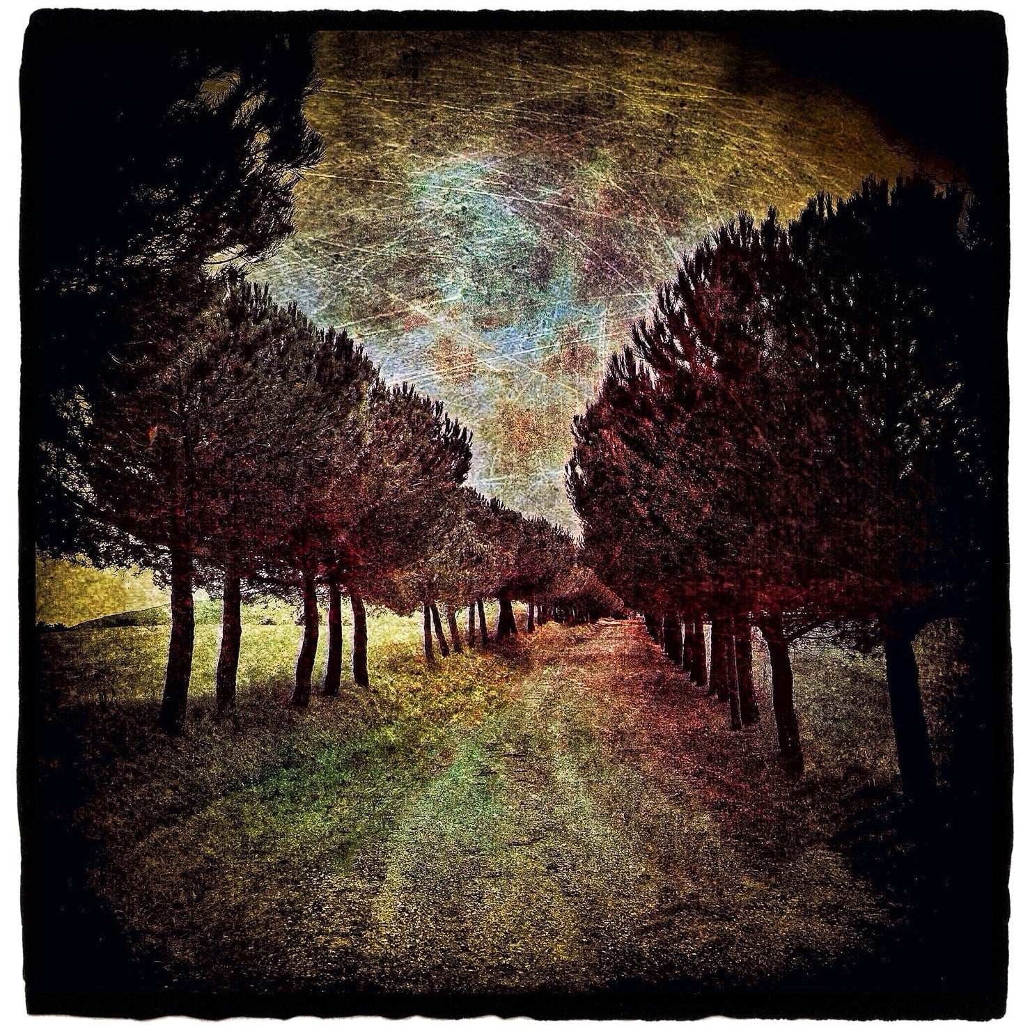 Receding Trees, Tuscany Shop Dan Burkholder