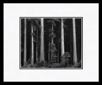 Redwoods, Bull Creek Flat.