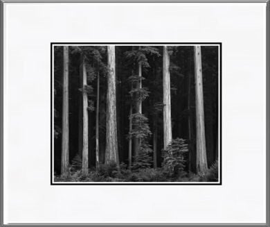 Redwoods, Bull Creek Flat.