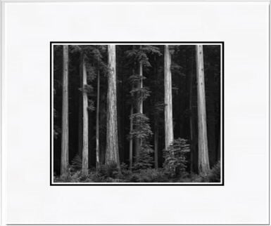 Redwoods, Bull Creek Flat.