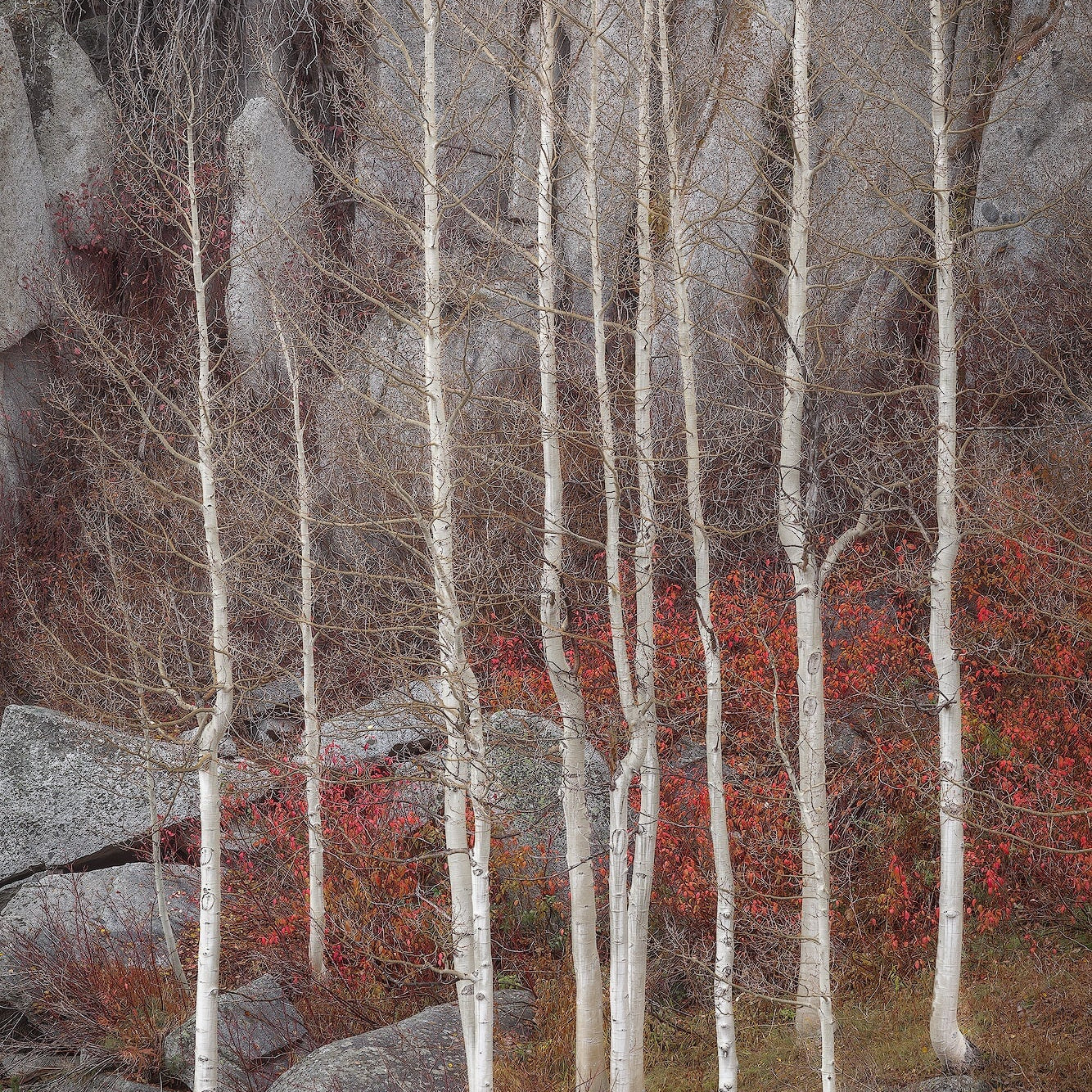 Sentinels Shop charlotte gibb