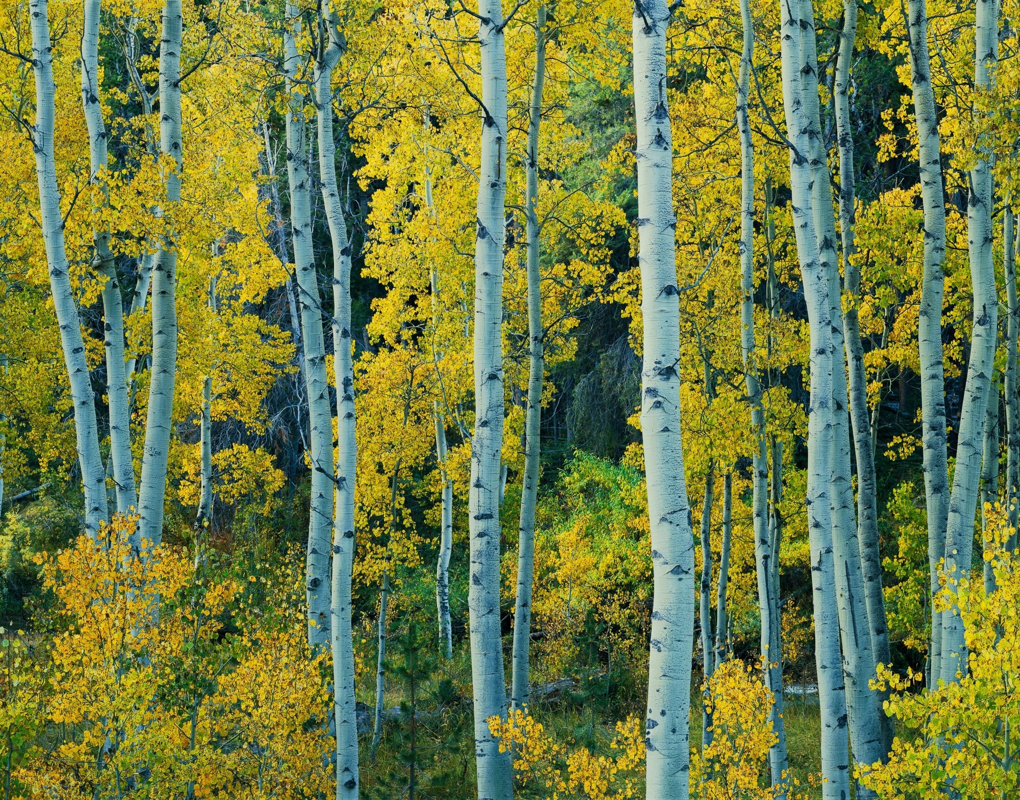 Yellow Aspen, Lee Vining Canyon, Inyo National Forest, California 1983.