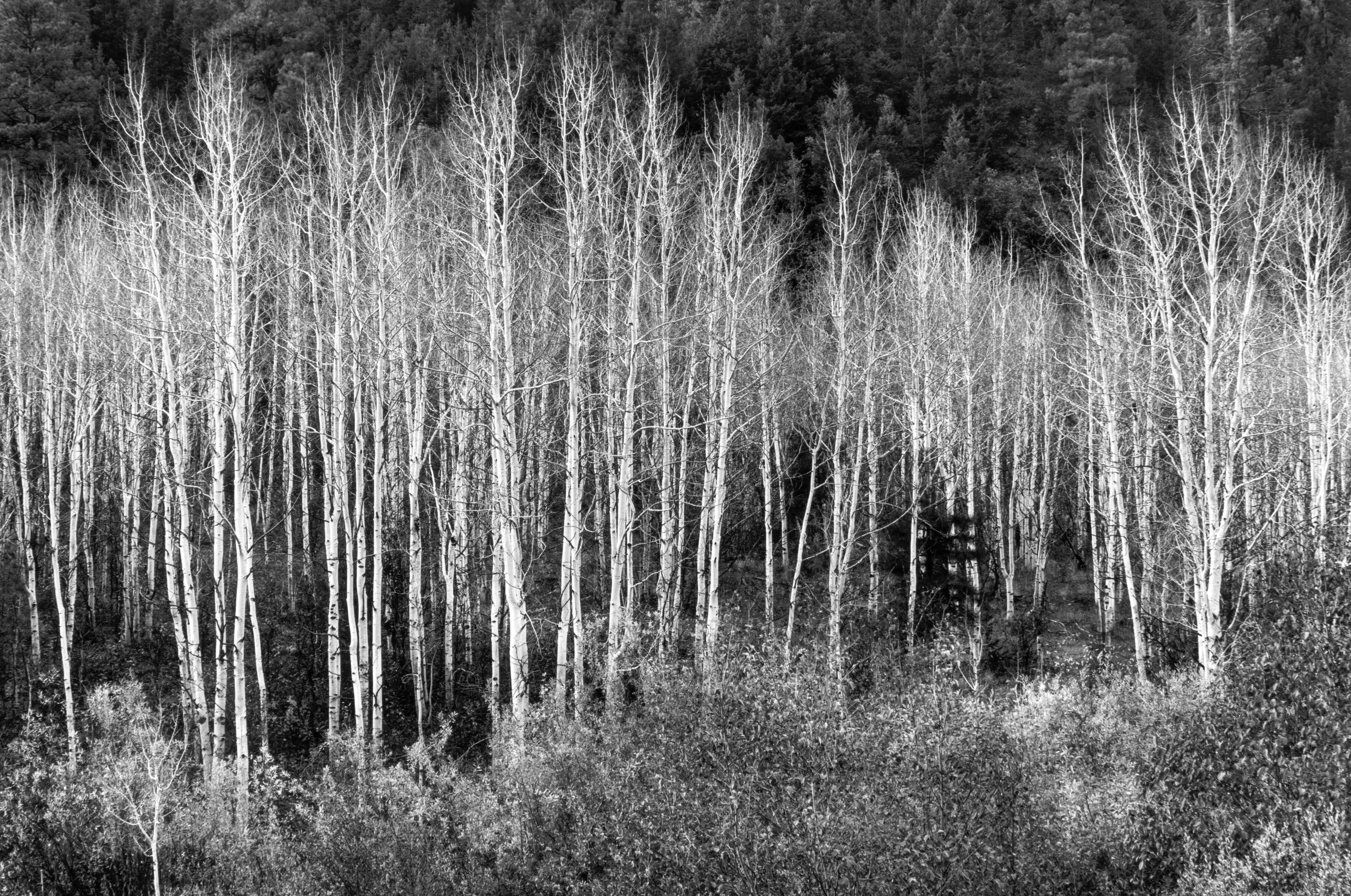 Aspens, Dawn, Dolores River Canyon explore photographs The Ansel Adams Gallery 