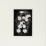 Dogwood Blossoms Original Photograph Ansel Adams 