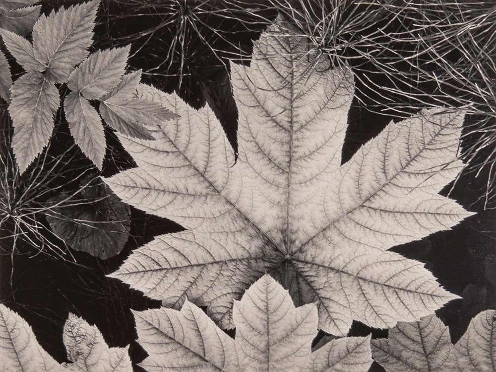 Leaf, Glacier Bay National Monument, Alaska Original Photograph Ansel Adams 