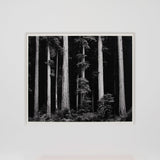 Northern California Coast Redwoods Original Photograph Ansel Adams 