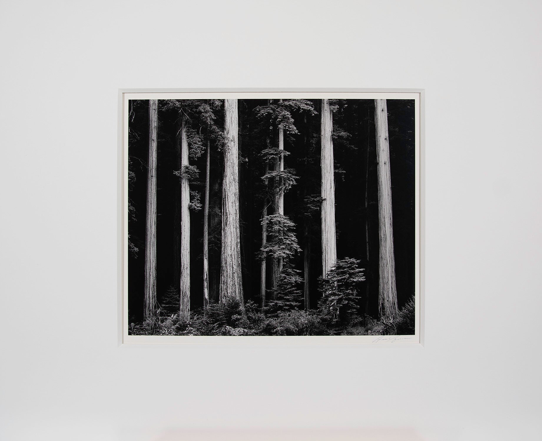 Northern California Coast Redwoods Original Photograph Ansel Adams 