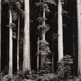 Northern California Coast Redwoods Original Photograph Ansel Adams 
